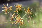 Sharpscale flatsedge